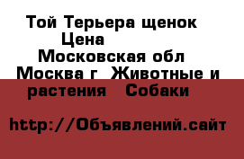 Той Терьера щенок › Цена ­ 17 000 - Московская обл., Москва г. Животные и растения » Собаки   